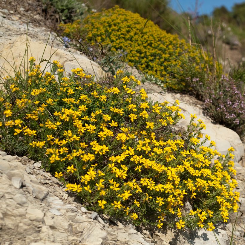 Spanischer Ginster - Genista hispanica (Wuchs)