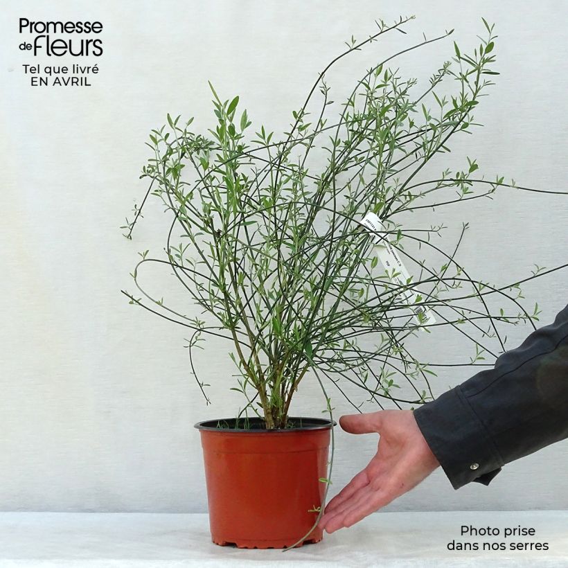 Example of Spartium junceum - Pfriemenginster Topf mit 2L/3L as you get in printemps