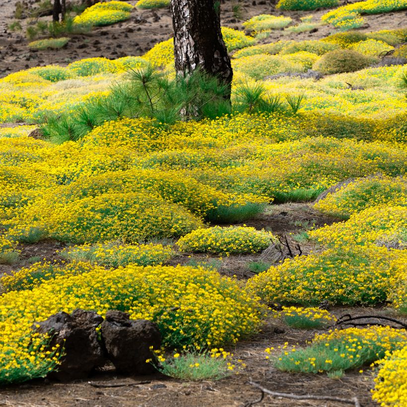 Stein-Ginster - Genista lydia (Wuchs)