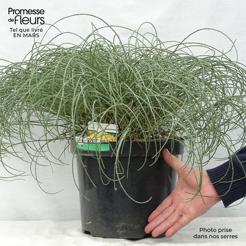 Exemplar von Stein-Ginster - Genista lydia Topf mit 7,5L/10L wie im Frühjahr geliefert