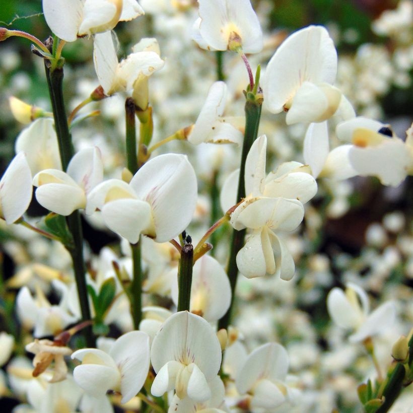 Elfenbeinginster Albus - Cytisus praecox (Flowering)