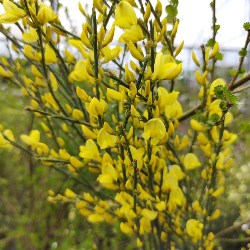 Elfenbeinginster Allgold - Cytisus praecox (Flowering)