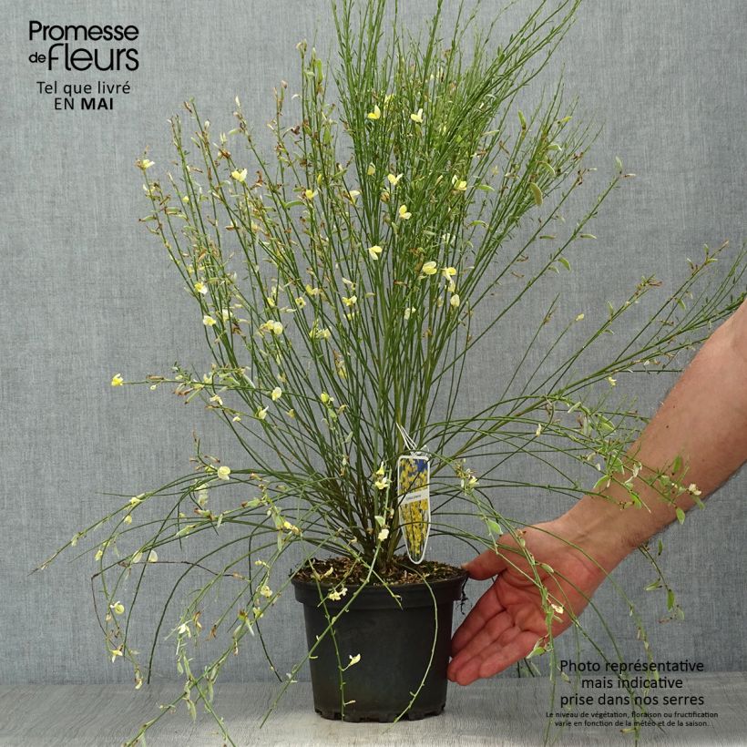 Exemplar von Elfenbeinginster - Cytisus praecox Topf mit 2L/3L wie im Frühjahr geliefert