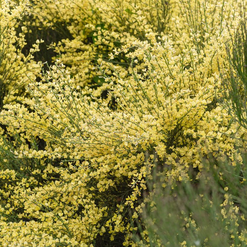 Elfenbeinginster - Cytisus praecox (Wuchs)