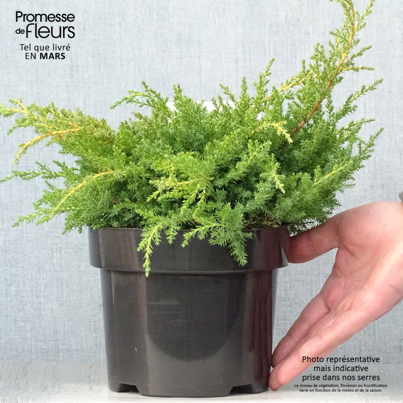Example of Juniperus pfitzeriana Goldkissen Topf mit 2L/3L as you get in printemps