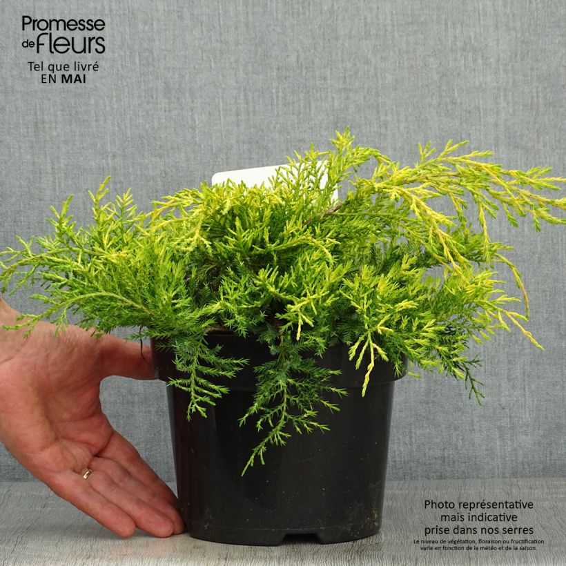 Example of Juniperus pfitzeriana King of Spring Topf mit 2L/3L as you get in printemps