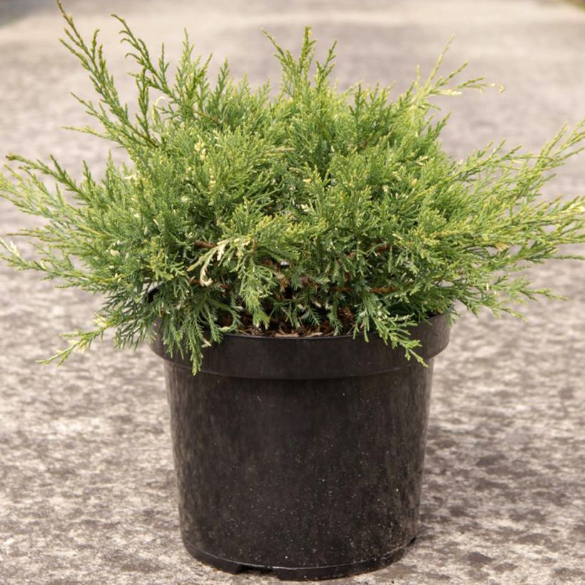 Juniperus pfitzeriana White Splash (Wuchs)