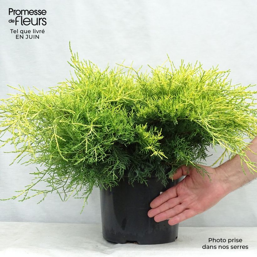 Exemplar von Juniperus pfitzeriana Gold Coast Topf mit 7,5L/10L wie im Sommer geliefert