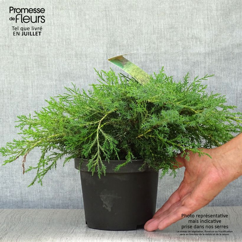 Exemplar von Juniperus media Pfitzeriana Aurea Topf mit 2L/3L wie im Sommer geliefert