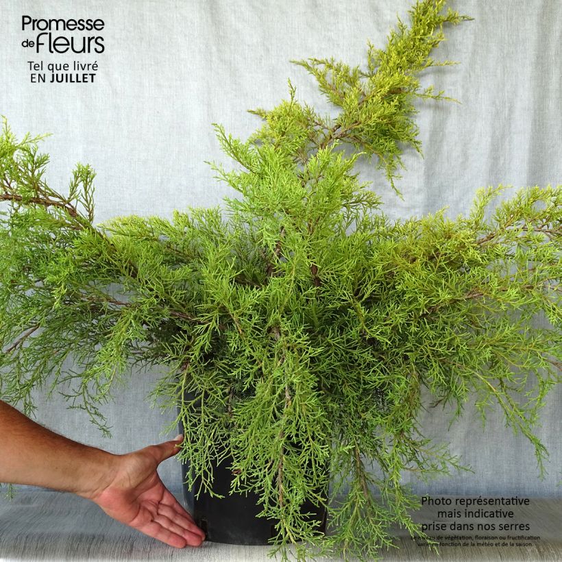 Exemplar von Juniperus media Pfitzeriana Aurea Topf mit 7,5L/10L wie im Sommer geliefert