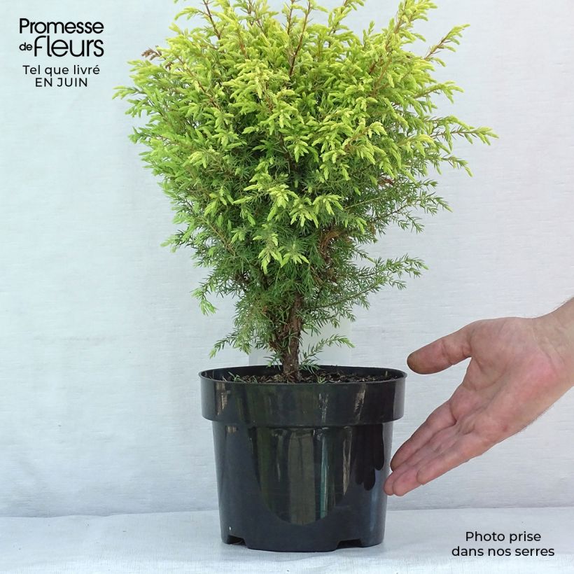Exemplar von Juniperus communis Gold Cone Topf mit 2L/3L wie im Sommer geliefert