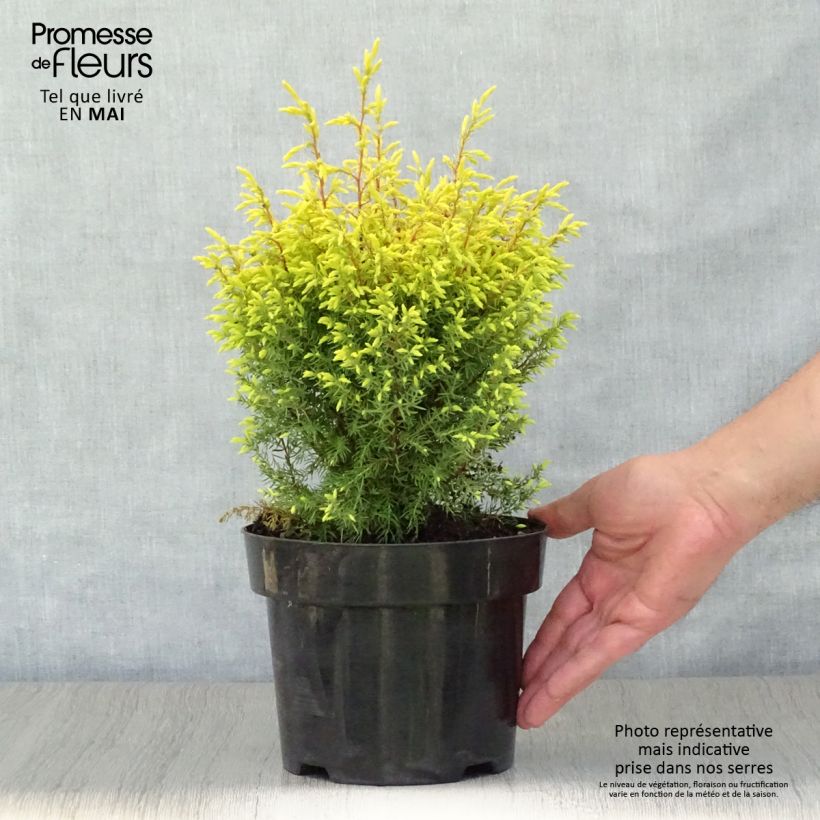 Example of Juniperus communis Gold Cone Topf mit 2L/3L as you get in printemps