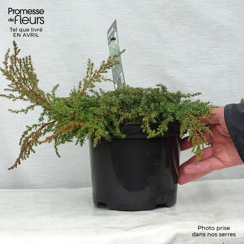 Example of Juniperus communis Green Carpet Topf mit 2L/3L as you get in printemps
