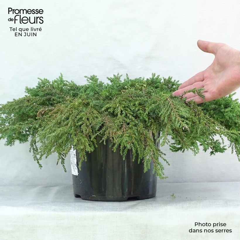 Exemplar von Juniperus communis Green Carpet Topf mit 7,5L/10L wie im Sommer geliefert