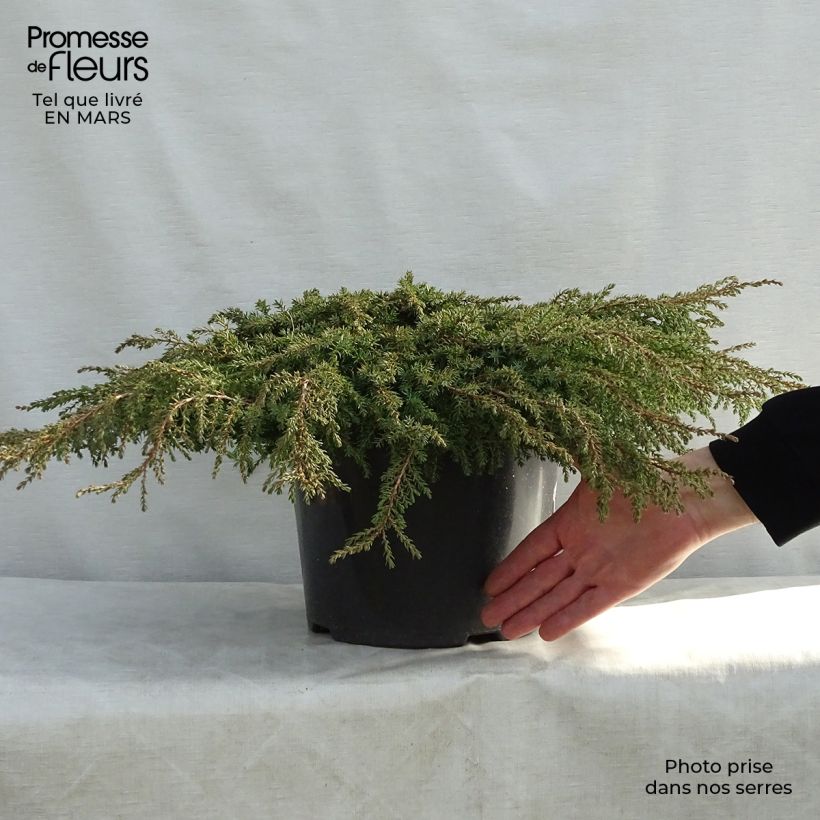 Example of Juniperus communis Green Carpet Topf mit 7,5L/10L as you get in printemps