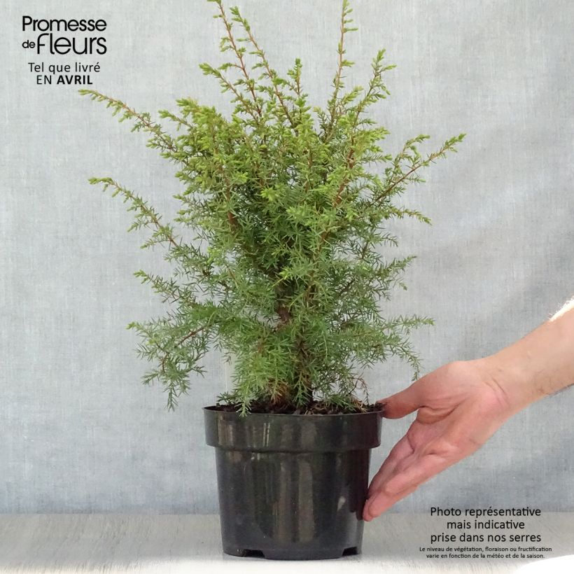 Example of Juniperus communis Hibernica Topf mit 2L/3L as you get in printemps