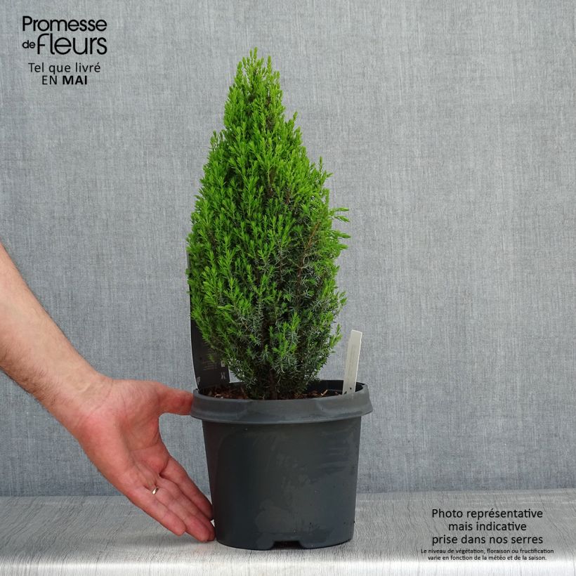 Example of Juniperus communis Compressa Topf mit 2L/3L as you get in printemps