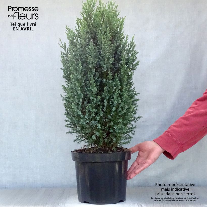 Exemplar von Juniperus chinensis Stricta Topf mit 7,5L/10L wie im Frühjahr geliefert