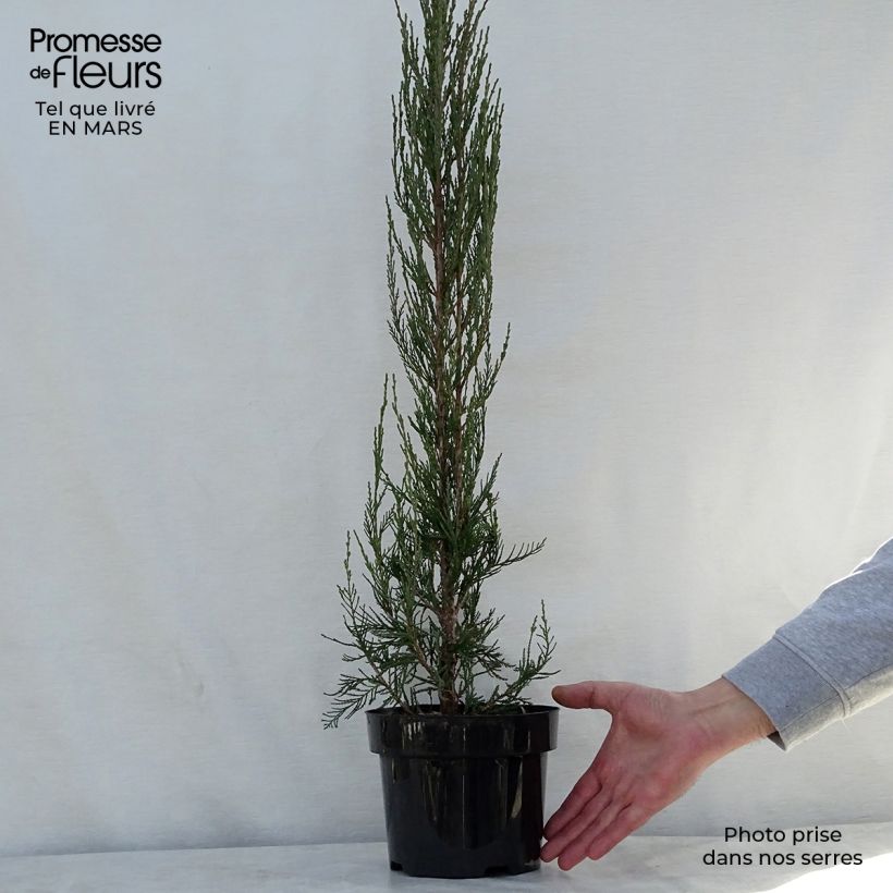 Example of Juniperus scopulorum Skyrocket Topf mit 3L/4L as you get in printemps