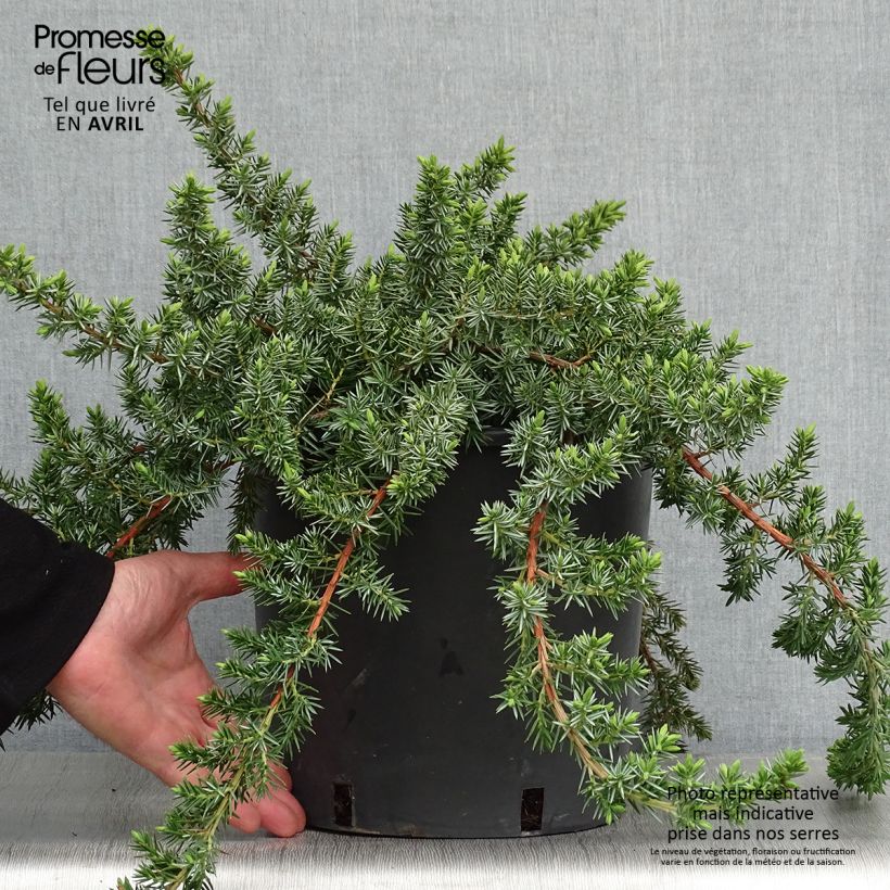 Example of Juniperus conferta Blue Pacific Topf mit 7,5L/10L as you get in printemps