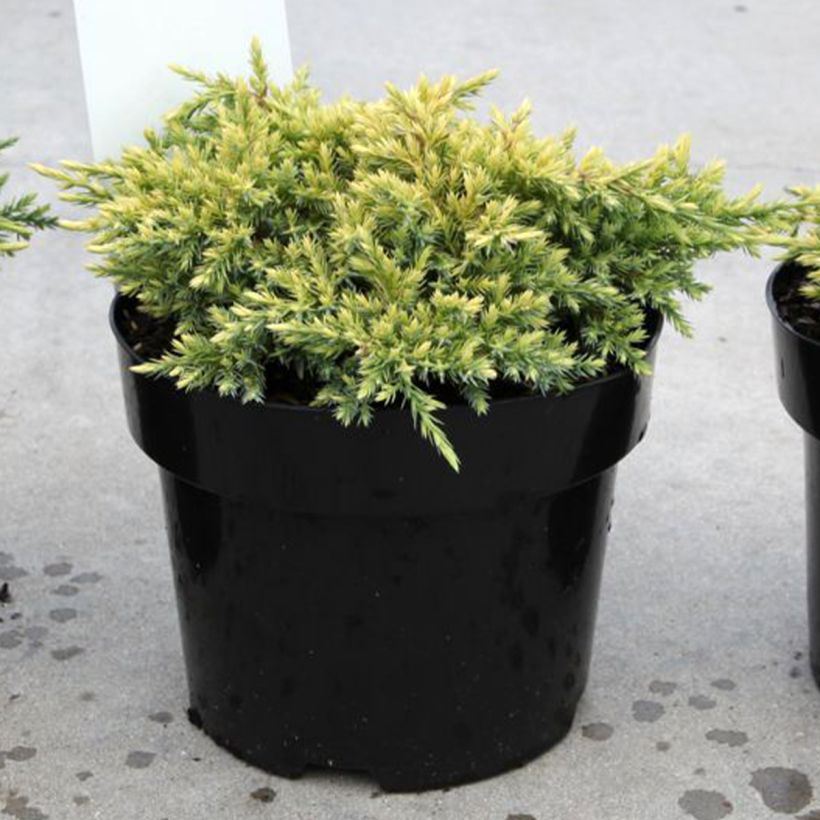 Juniperus squamata Dream Joy (Wuchs)