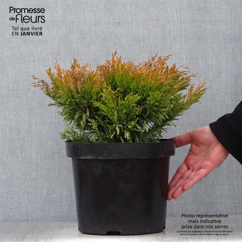 Exemplar von Juniperus horizontalis Limeglow Topf mit 7,5L/10L wie im Winter geliefert