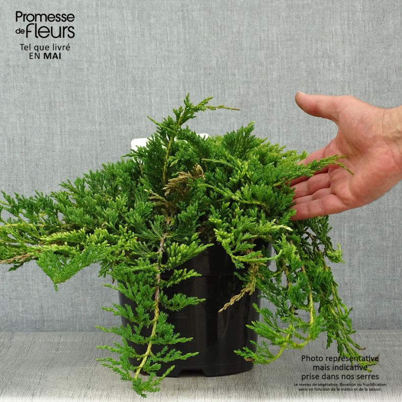 Example of Juniperus horizontalis Prince Of Wales Topf mit 2L/3L as you get in printemps