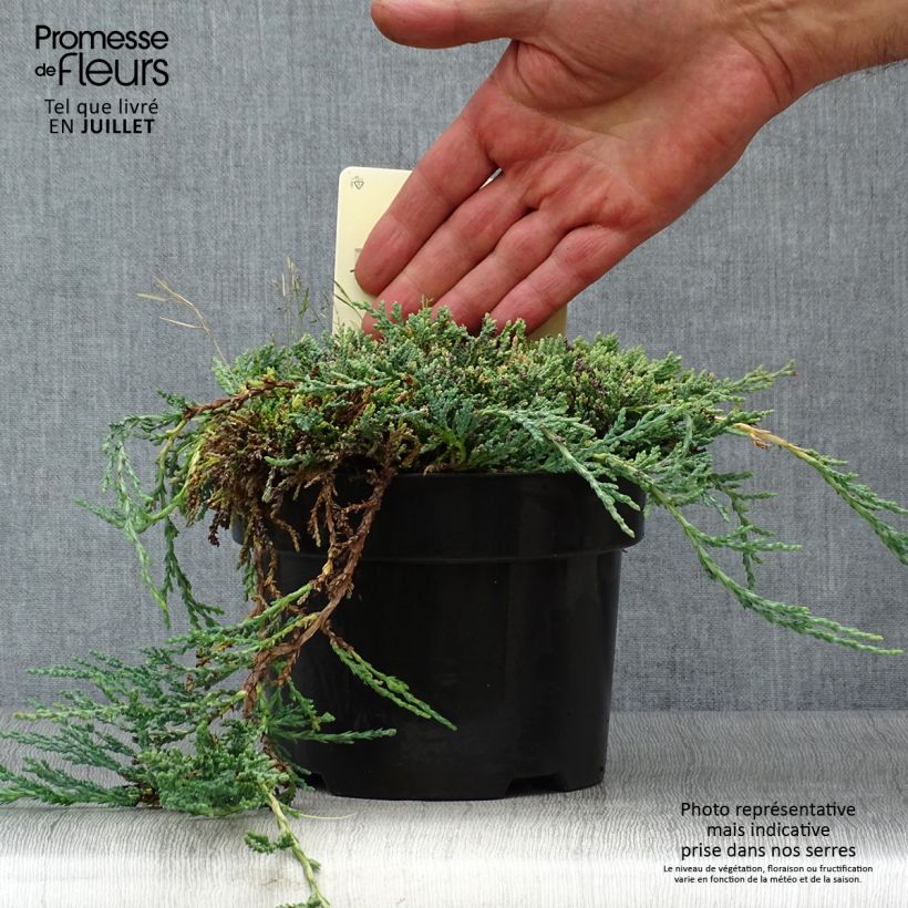 Exemplar von Juniperus horizontalis Icee Blue Topf mit 2L/3L wie im Sommer geliefert