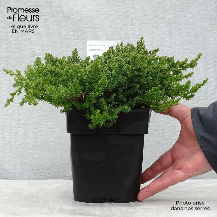 Example of Juniperus procumbens Nana Topf mit 2L/3L as you get in printemps