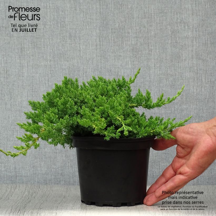 Exemplar von Juniperus procumbens Nana Topf mit 2L/3L wie im Sommer geliefert