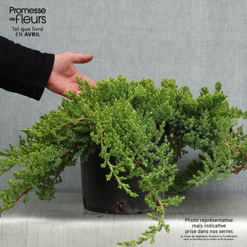 Example of Juniperus procumbens Nana Topf mit 7,5L/10L as you get in printemps