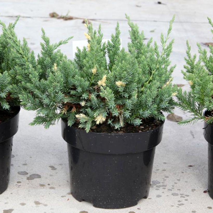 Juniperus chinensis Expansa Variegata (Wuchs)