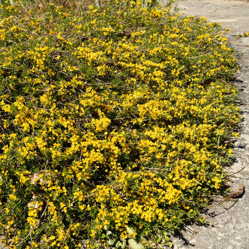 Behaarter Ginster Vancouver Gold - Genista pilosa (Wuchs)
