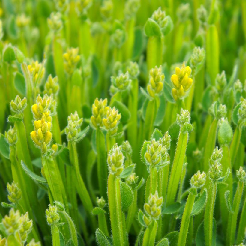 Flügel-Ginster - Genista sagittalis (Foliage)