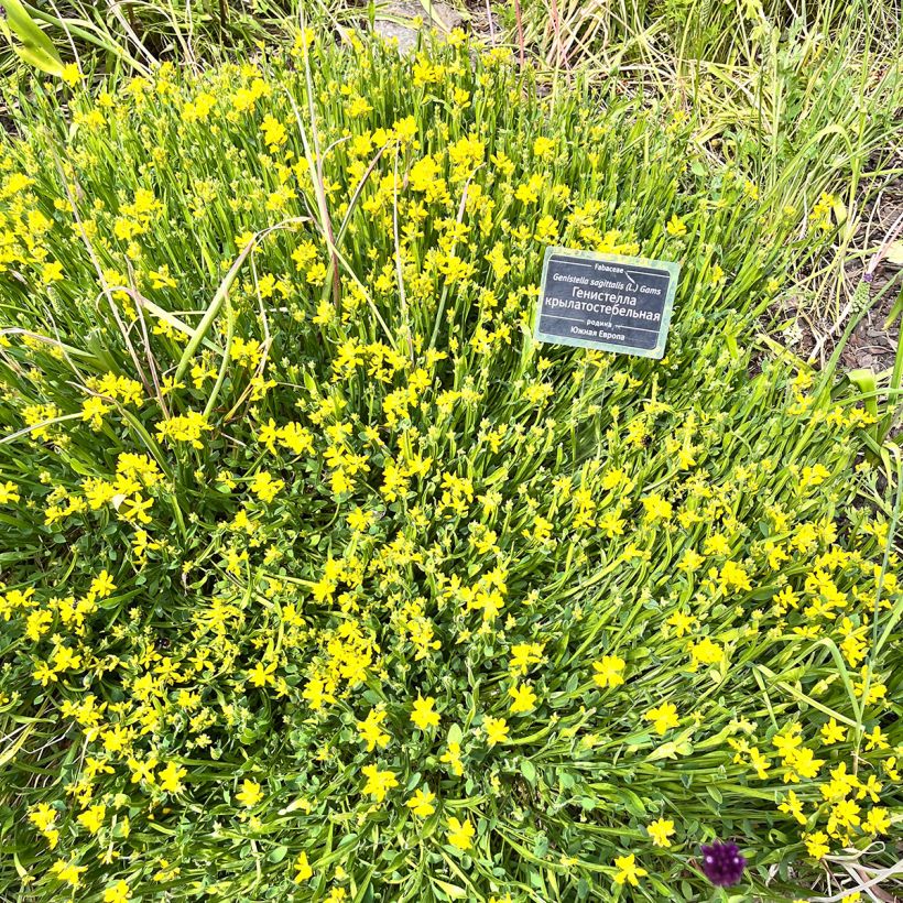 Flügel-Ginster - Genista sagittalis (Plant habit)