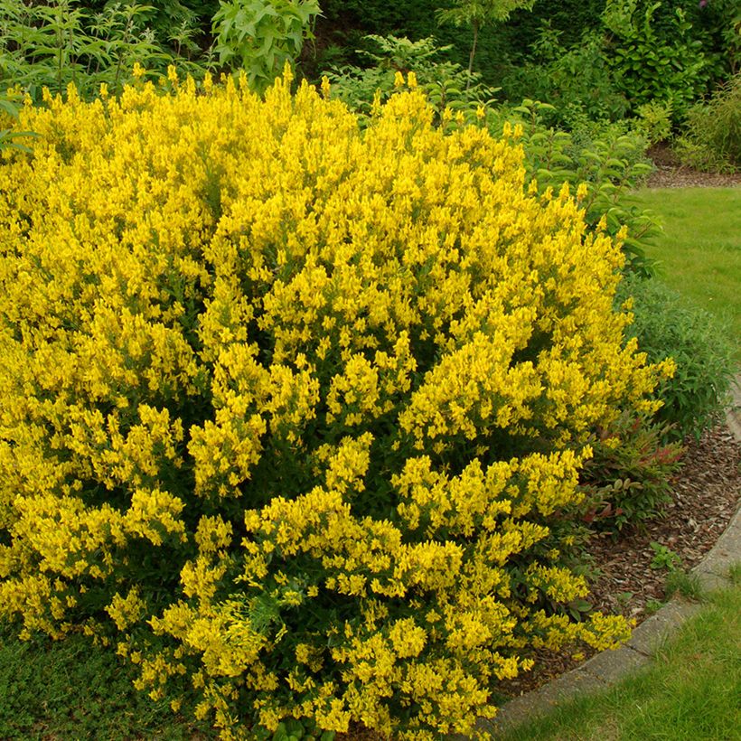 Färber-Ginster - Genista tinctoria (Plant habit)