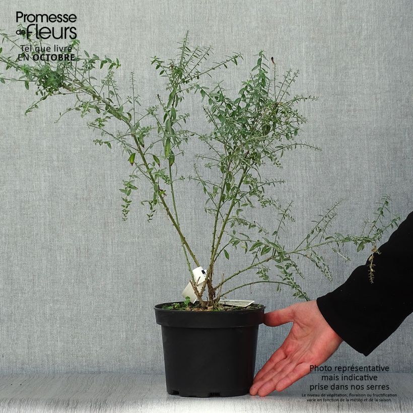 Exemplar von Färber-Ginster Royal Gold - Genista tinctoria Topf mit 1,5L/2L wie im Herbst geliefert