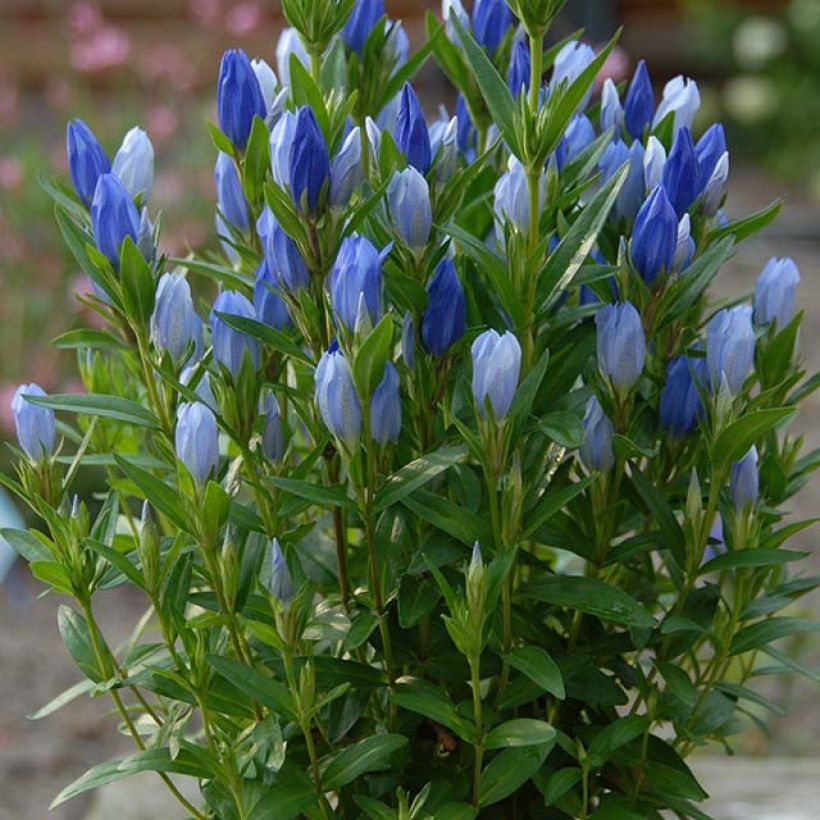 Gentiana makinoi Blue Star - Enzian (Plant habit)