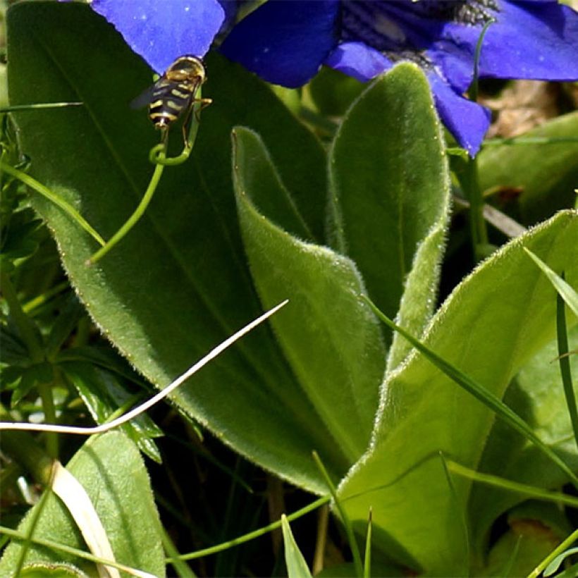 Gentiana acaulis - Kochscher Enzian (Foliage)