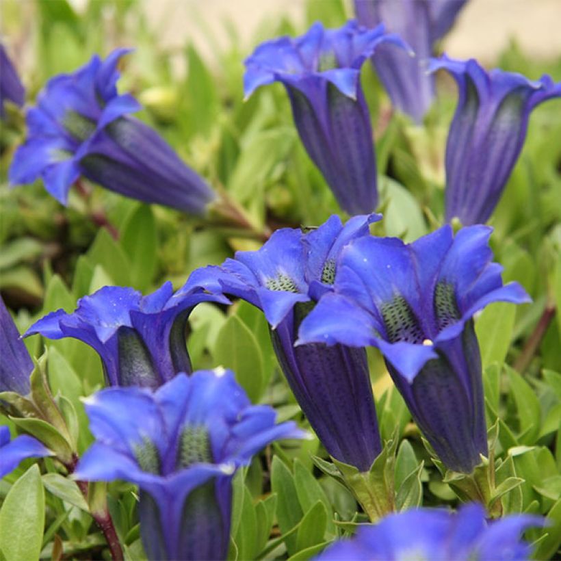 Gentiana acaulis - Kochscher Enzian (Flowering)