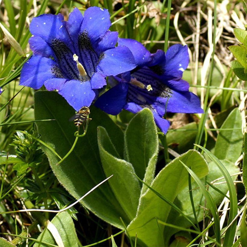 Gentiana acaulis - Kochscher Enzian (Plant habit)