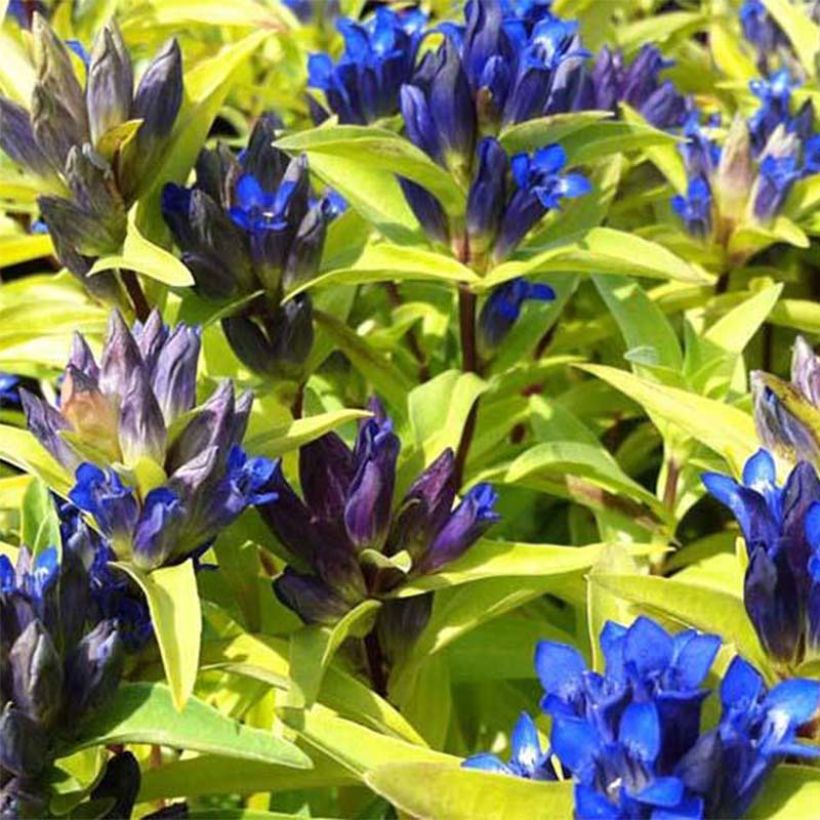 Gentiana cruciata - Kreuz-Enzian (Flowering)