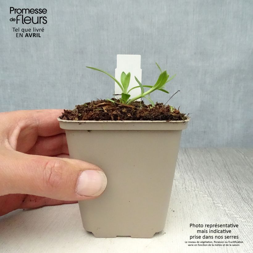 Example of Gentiana cruciata - Kreuz-Enzian Kleine Töpfe von 8/9 cm as you get in printemps