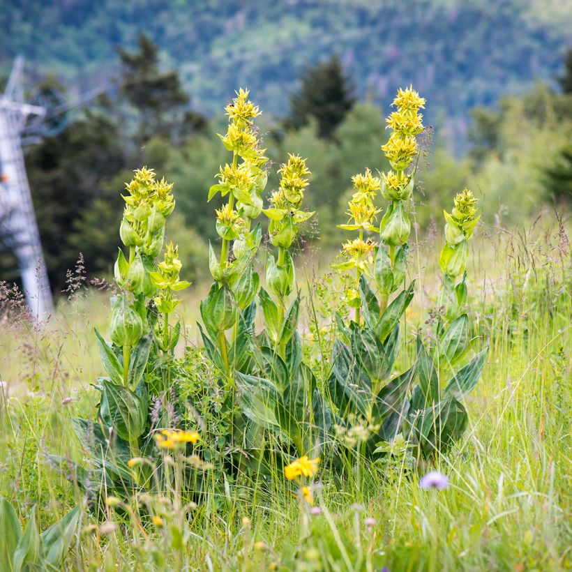 Gentiana lutea - Gelber Enzian (Wuchs)