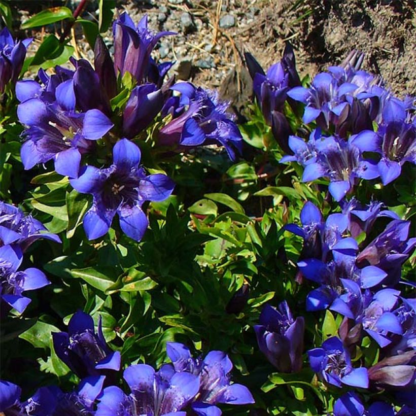 Gentiana septemfida var. lagodechiana - Kaukasus-Enzian (Plant habit)