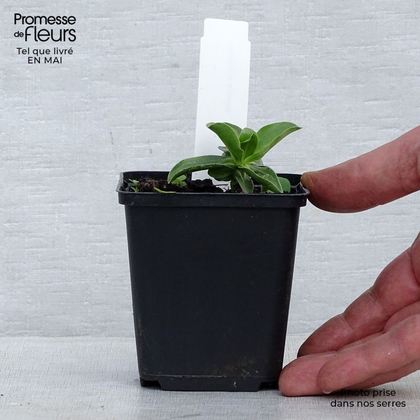 Example of Gentiana acaulis - Kochscher Enzian Kleine Töpfe von 8/9 cm as you get in printemps