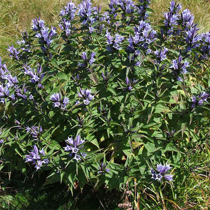 Gentiana asclepiadea - Schwalbenwurz-Enzian (Wuchs)