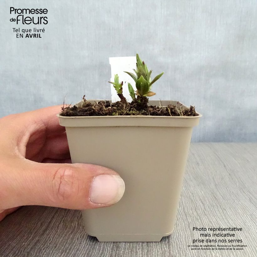 Exemplar von Gentiana asclepiadea - Schwalbenwurz-Enzian Kleine Töpfe von 8/9 cm wie im Frühjahr geliefert