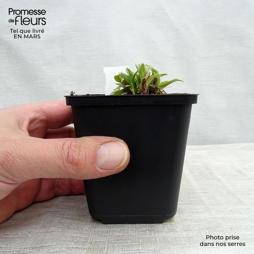 Exemplar von Gentiana dahurica - Dahurischer Enzian Kleine Töpfe von 8/9 cm wie im Frühjahr geliefert