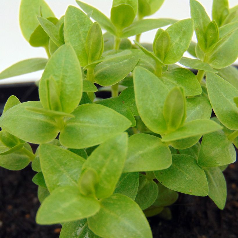 Gentiana scabra Royal Stripes - Enzian (Foliage)